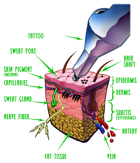 The Layers of Skin as Related to Tattooing